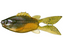 6th Sense FlipGill- 4K Bluegill