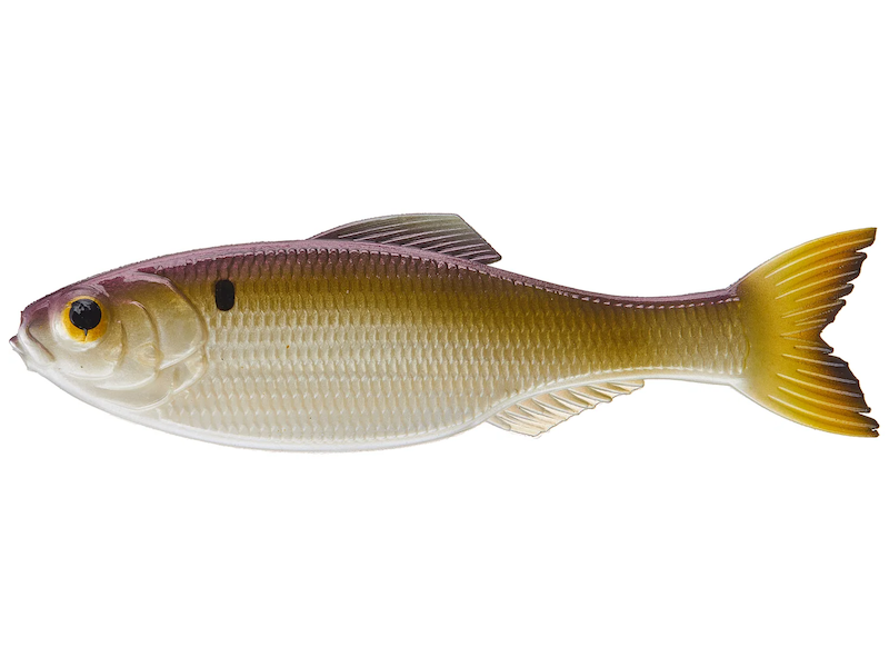 6th Sense Panorama- Gizzard Gold