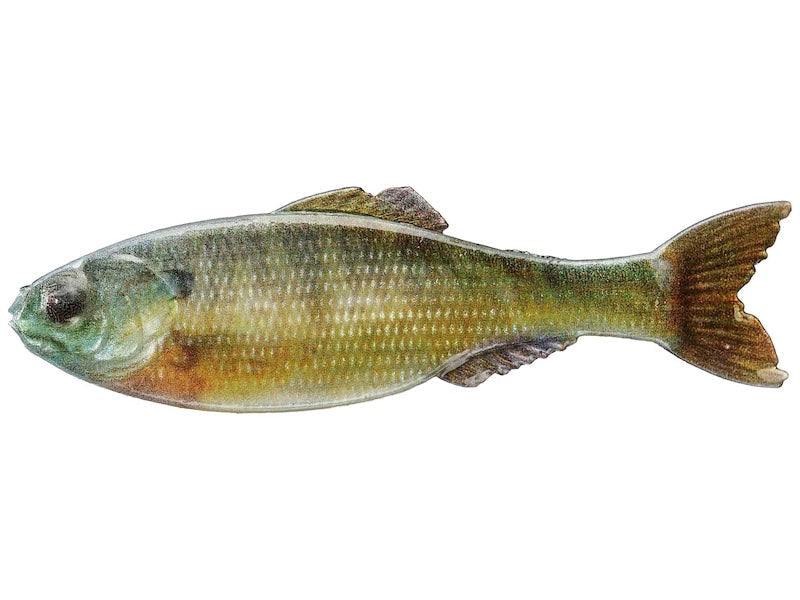 6th Sense Panorama- Live Bluegill