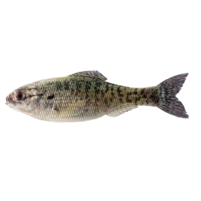 6th Sense Panorama- Live Crappie