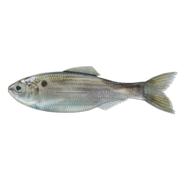 6th Sense Plump Panorama- Live Threadfin Shad