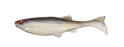 Biwaa Kapsiz Swimmer- Neon Scale Minnow