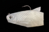 Bull Shad Swimbaits Bacca Burrito- Pearl White