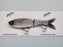 Clutch Swimbait Co. Darter Glide Bait- Bronzeback Chrome