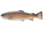 Defiant 210 Swimbait 8.25"- Carp