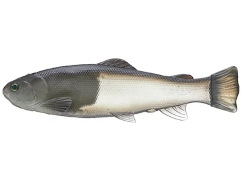 Defiant 210 Swimbait 8.25"- Ghost Silver Shad