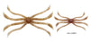 Fish Magnet Octopus- Wakasagi Shrimp