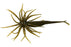 Fluke Urchin GP Magic