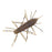 Geecrack Imo Kemushi Floating Worm- Clear Green Pumpkin