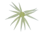Hideup Coike Fish Elastomer M- Squash Lemon