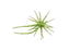 Hideup Coike Mini Creature Bait- Chart Green Gold Flake