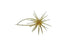 Hideup Coike Mini Creature Bait- Edge Shrimp