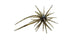 Hideup Coike Mini Creature Bait- Green Candy