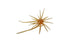 Hideup Coike Mini Creature Bait- Kurinkintoki
