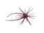 Hideup Coike Mini Creature Bait- Morning Dawn