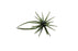 Hideup Coike Mini Creature Bait- Watermelon Seed US