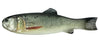Imakatsu Bass Worm Flat 145- Hasu
