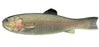 Imakatsu Bass Worm Flat 145- Rainbow Trout