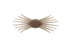 Jackall Drift Crab Mini- Hiyake Suji Shrimp