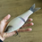 Konoshiro Glide Bait Voilet Albino