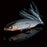 Mat Blue Shiner Megabass Respect Color 93- Karashi 80