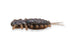 Megabass Yagot- Dark Cinnamon Blue Flake