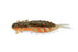 Megabass Yagot- Green Pumpkin Orange