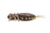 Megabass Yagot- Grass Craw