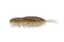 Megabass Yagot- Neon Shrimp
