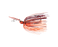 Strike King Tungsten Thunder Cricket- Fire Craw