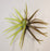 TMF FullCast Urchin- GP Chartreuse Laminate