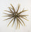 TMF FullCast Urchin- Green Pumpkin Magic