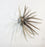 TMF FullCast Urchin- Gizzard Shad