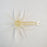 TMF Jerkin Urchin- Clear Shrimp