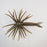 TMF Jerkin Urchin- Green Pumpkin Magic