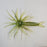 TMF Jerkin Urchin- Weed Special