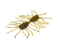 Strike King Sexy Bug