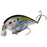 Strike King KVD Shallow Crankbait- Natural Shad